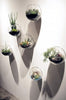 Wall Terrarium Bubbles For Wall