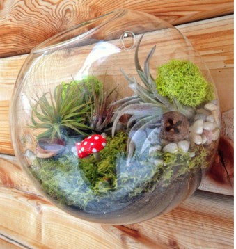 Wall Terrarium Bubbles For Wall